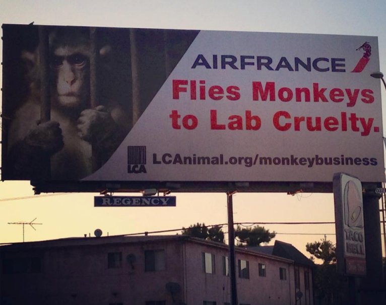PETA : Air France doit cesser le transport de singes vivants