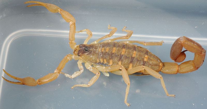Un scorpion se promène dans un avion de JetBlue Airways