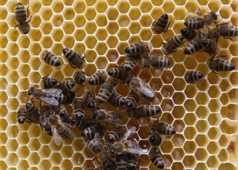 Un essaim d'abeilles bloque un avion de US Airways