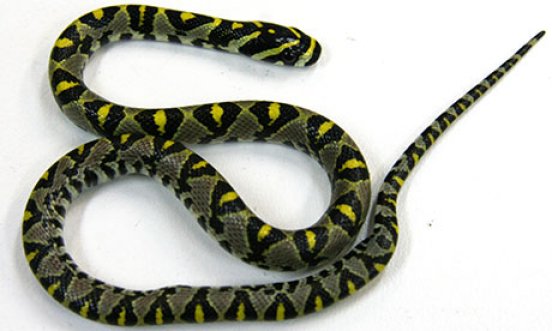 Un serpent 'Mandarin' retarde un avion de Qantas