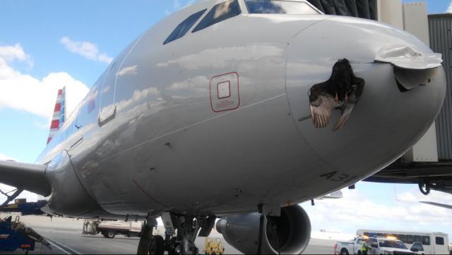 Un avion de American Airlines percute un oiseau au poser