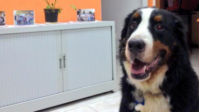 #findbruno Savez-vous où est passé Bruno ?