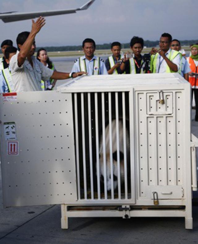 Des pandas, autre enjeu de la controverse sur le vol MH370