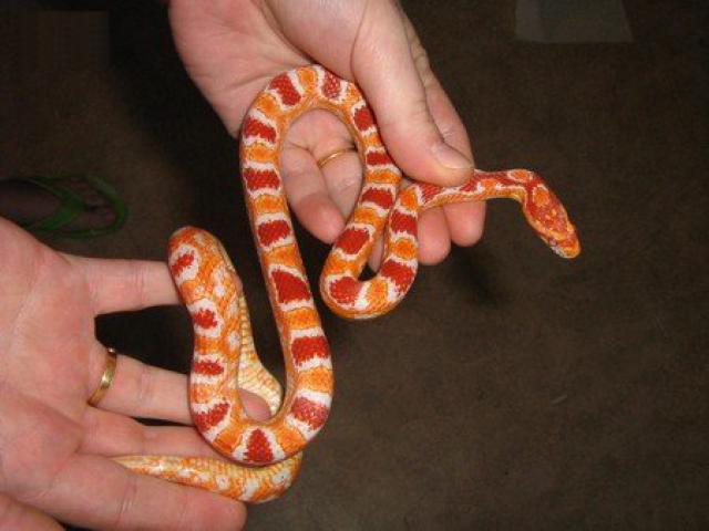Un serpent découvert dans un avion de Air France