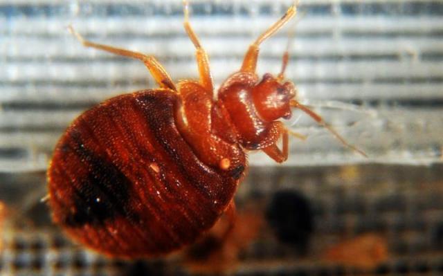 British Airways critiquée après une infestation de punaises