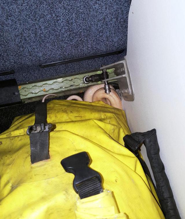 Un serpent découvert dans un avion de Ravn Alaska
