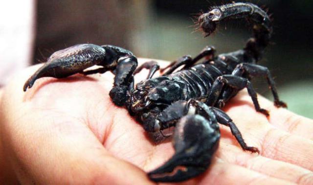 Un scorpion découvert dans un avion de United Airlines
