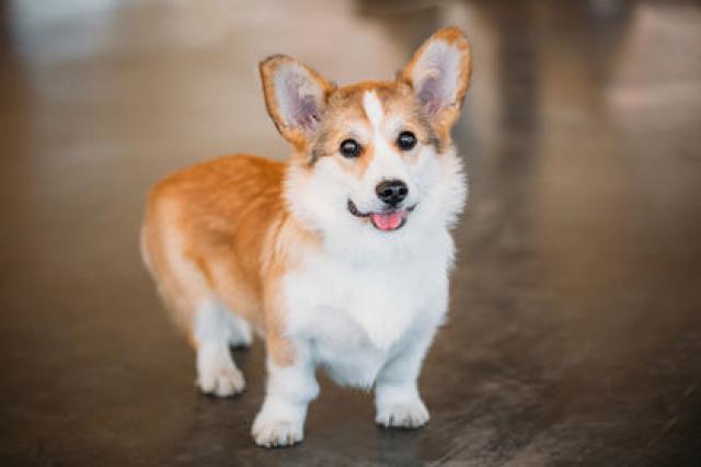 Le Welsh Corgi voulait voir le Mississippi et il a vu Hawaï