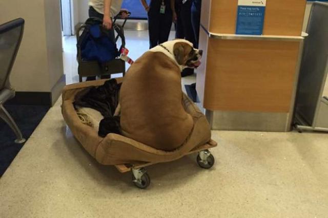 Hank, le chien obèse qui voyage mieux que vous en avion