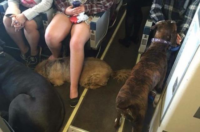 La compagnie WestJet autorise les chiens en cabine