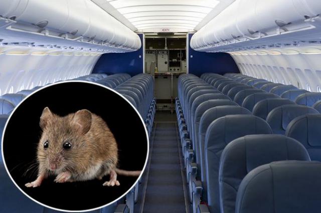 Une souris sans visa retarde un avion de British Airways