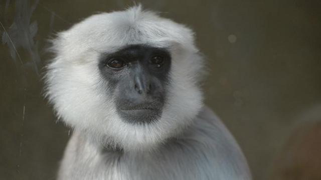 Non, aucun singe n'a été perdu dans un avion de Frontier