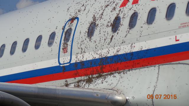Un avion de Rossiya 'attaqué' par un essaim d'abeilles