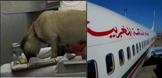 Un chien mange dans un plateau sur un avion de RAM