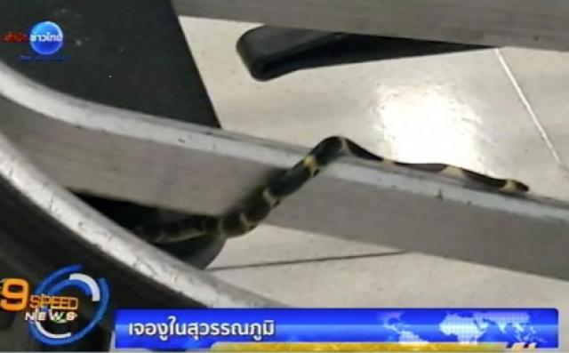 Un serpent aperçu dans le hall de l'aéroport de Bangkok