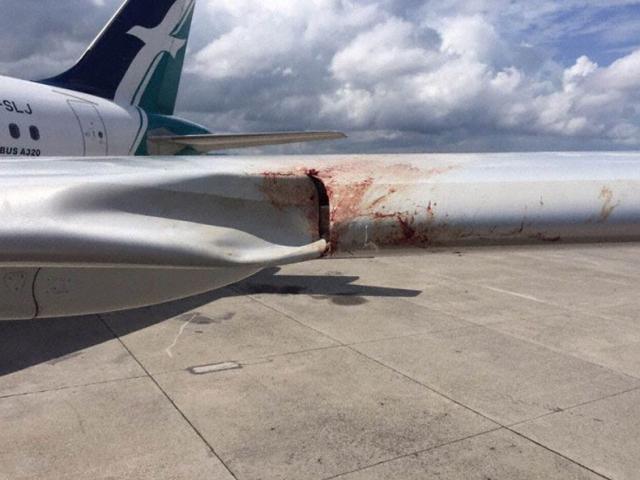 Choc aviaire à l'atterrissage d'un avion de Singapore