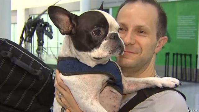 Un avion de Air Canada se déroute pour sauver un chien