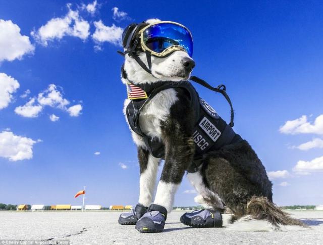 Piper, le Border Collie qui chasse les oiseaux à Traverse