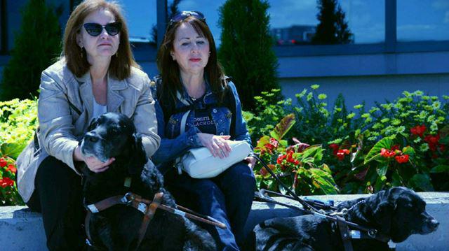 Jet Airways refuse deux chiens d'aveugle non muselés
