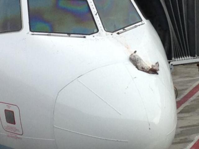 Déroutement cause choc aviaire d'un avion de jetBlue Airways